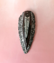 Orthoceras Fossil