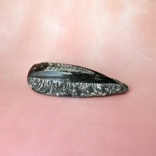 Orthoceras Fossil